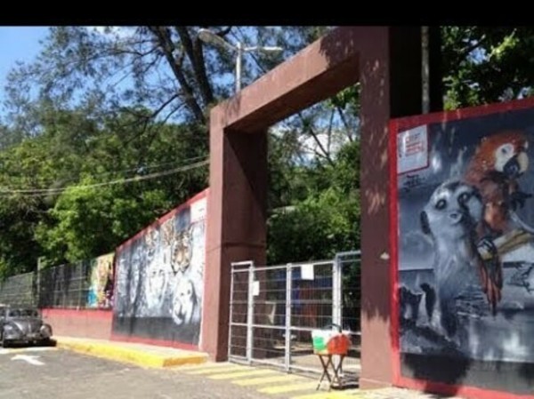 Desaparece guacamaya en parque Viveros en Veracruz 