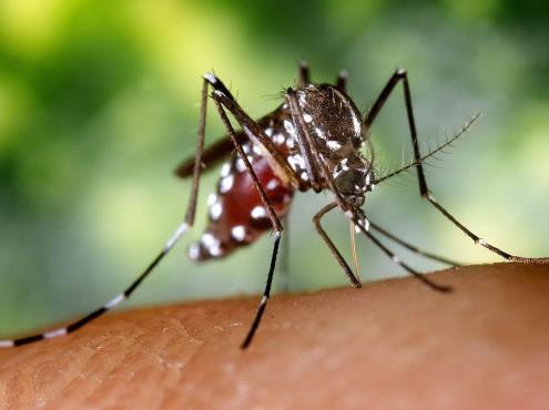 Reporta Salud más de 8 mil casos de dengue en Veracruz