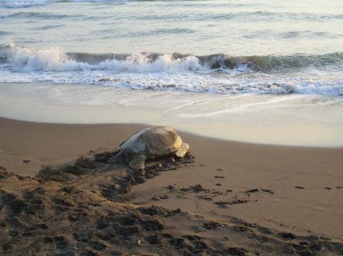 Siguen apareciendo tortugas muertas en playas de Coatzacoalcos