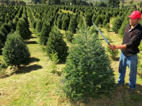Esperan incremento del 20% en ventas de árboles de Navidad