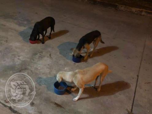 Promueven envenenamiento masivo de perros callejeros en sur de Veracruz