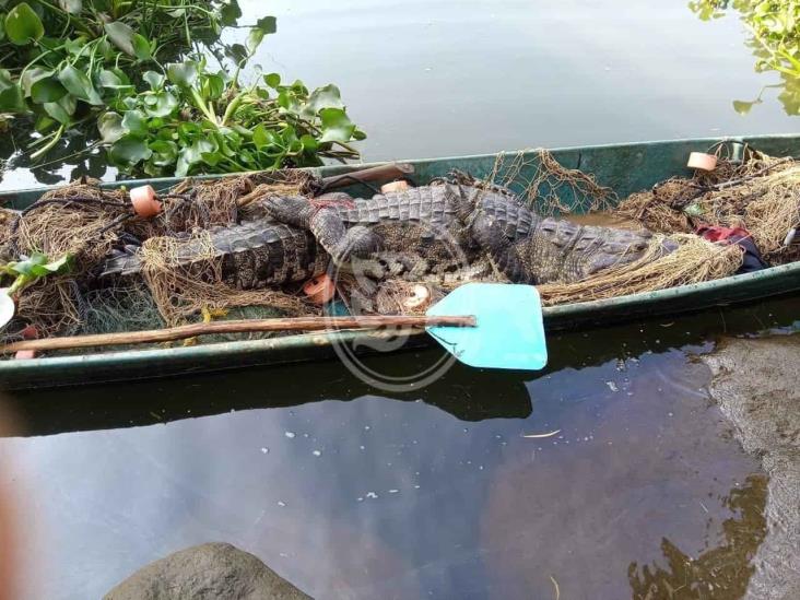 Atrapan a cocodrilo en río La Antigua