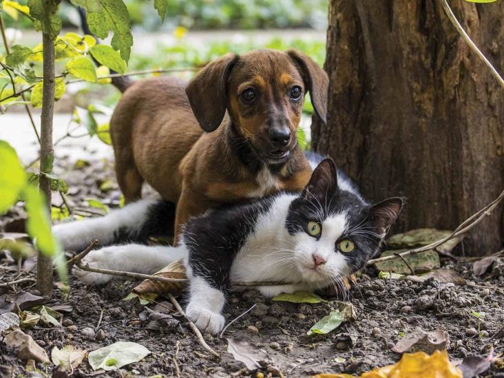 Animal Fest Xalapa: perros y gatos rescatados buscan familia