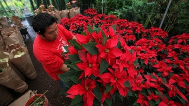 Crece producción de flor de Noche Buena en Veracruz