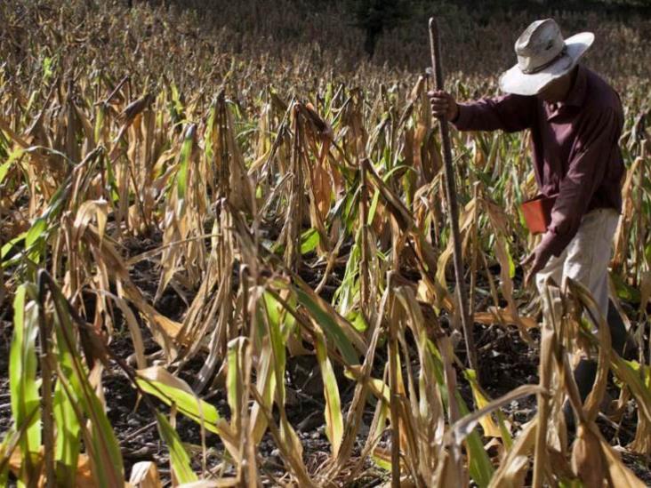 Más de 90 mdp en apoyos por sequía: Sedapra; en Tihuatlán acusan adeudos