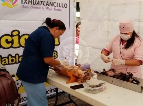 En Ixhuatlancillo realizarán campaña de esterilización de perros callejeros