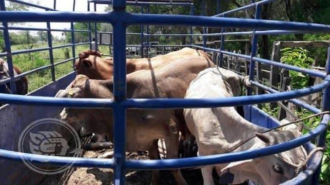 Disminuyó el robo de ganado en Tuxpan, afirman