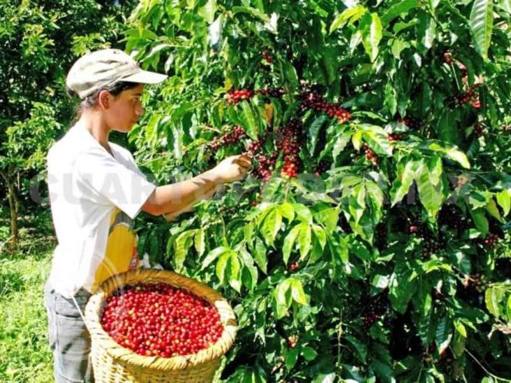 Aporta Veracruz 600 mil toneladas de café a la cosecha nacional