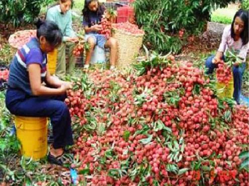 Se posiciona Veracruz como principal productor de litchi en el país
