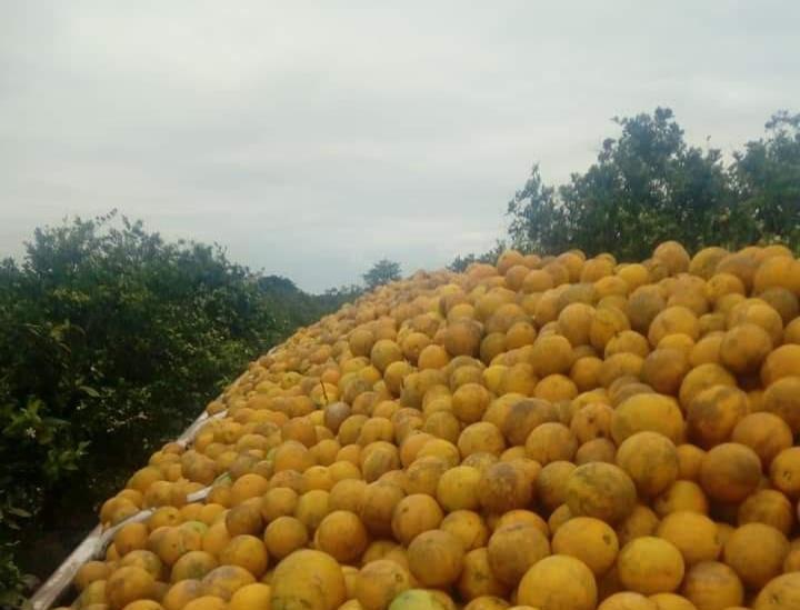 Naranjeros de Veracruz reclaman apoyos del seguro catastrófico