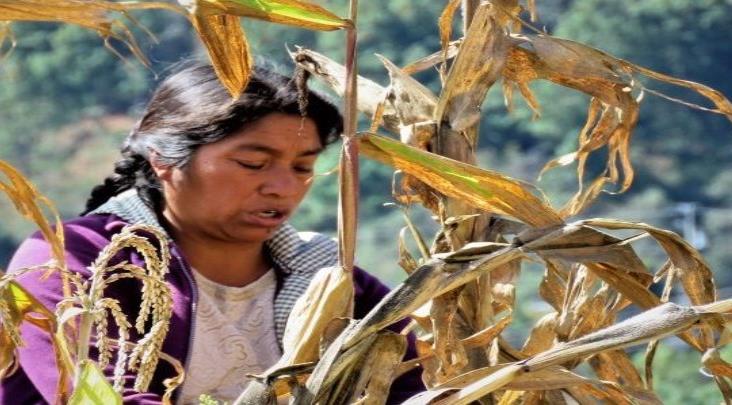 Mujeres son las que trabajan la tierra en Veracruz; buscan reconocer sus derechos