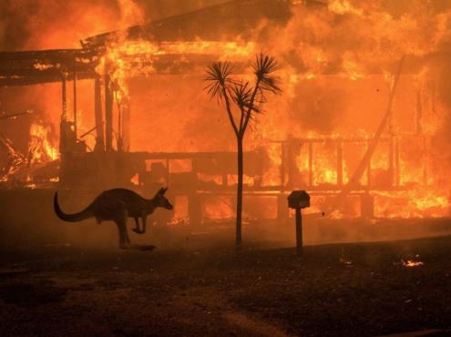 Aumentan a mil millones los animales muertos en Australia por incendios