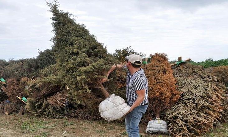 Lleva tu árbol natural a centros de acopio, no lo tires a basura: Recicla tu Navidad