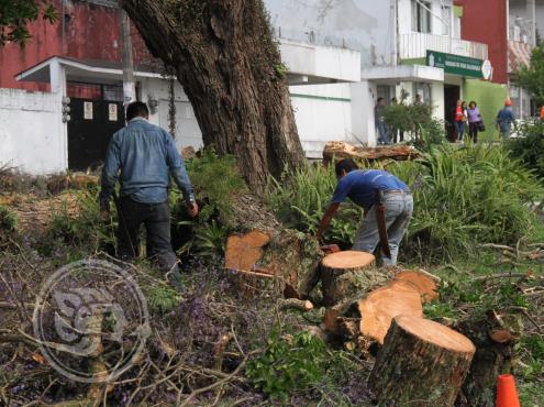 Llaman a xalapeños a denunciar tala ilegal de árboles