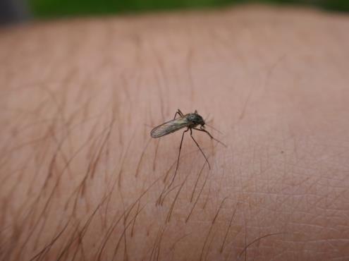 Regresa el dengue a Veracruz
