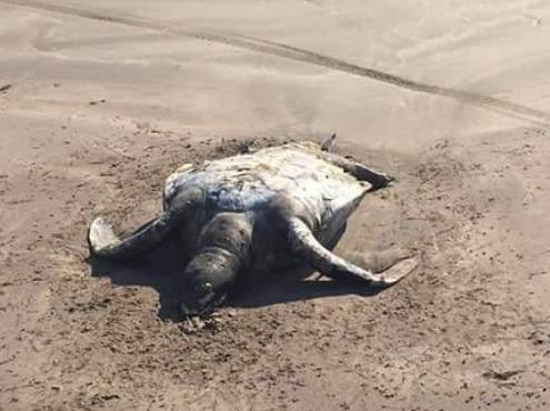Encuentran muertas dos tortugas marinas