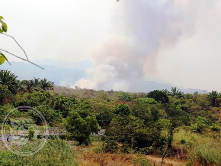 Por tala y caza clandestina, riesgo de extinción de pericos en Los Tuxtlas