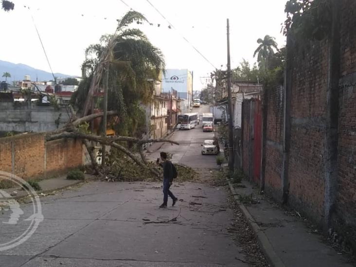 Árboles caídos, casas y postes dañados por surada en Córdoba