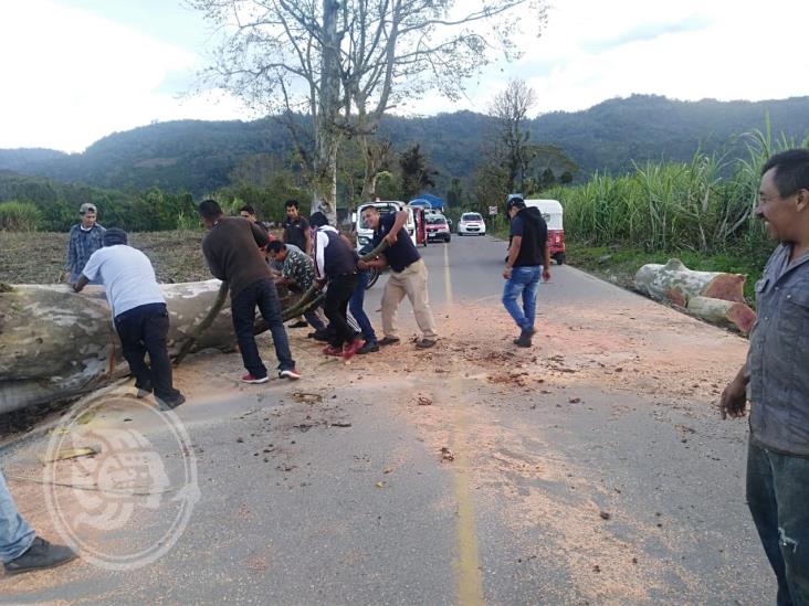 Por surada cae árbol en acceso a La Sidra; bajarán temperaturas