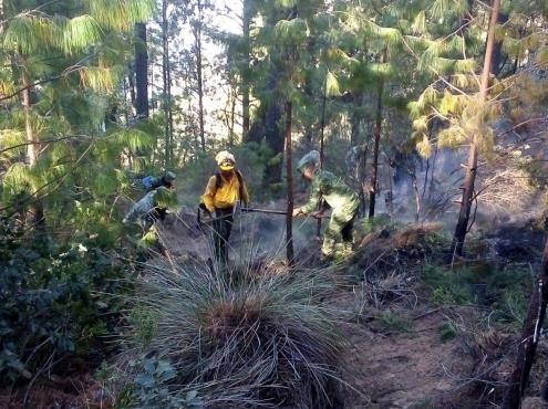 80% de control y 30% de liquidación del incendio forestal en Perote