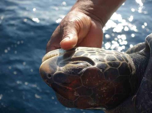 Liberan en México a tortugas intoxicadas por marea roja