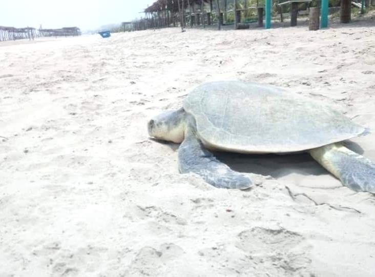 Sin recursos en Tuxpan para la protección de las tortugas