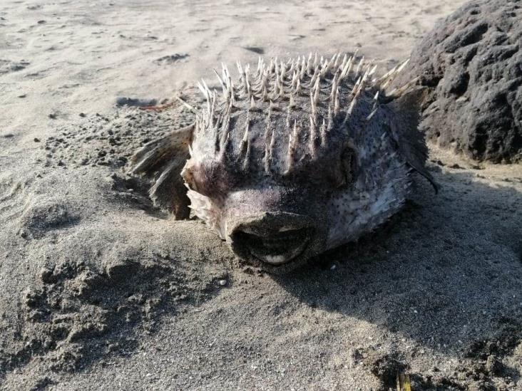 Hallan tortugas muertas en playas de Alvarado