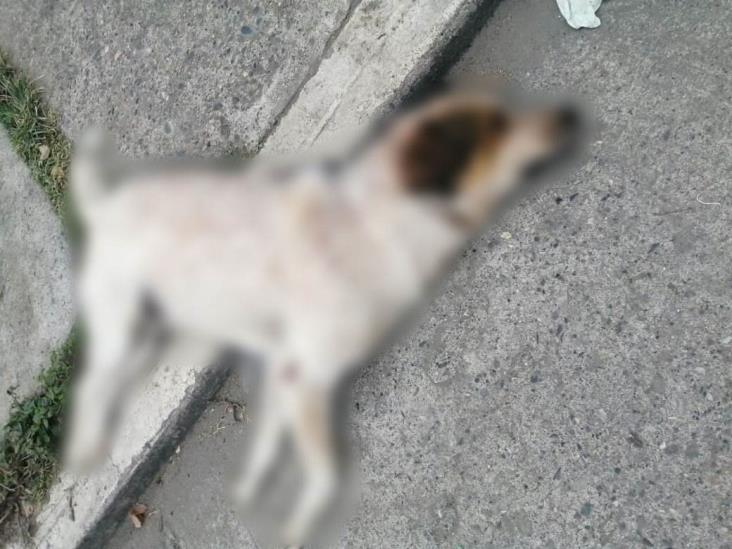 Advierten a vecinos de Poza Rica por envenenamiento de perros
