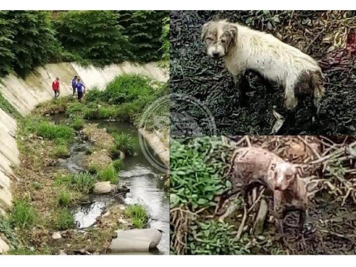 Rescatan a perros que cayeron a un arroyo en Poza Rica