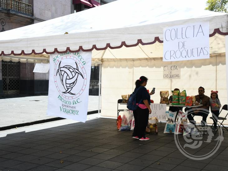 Colectan croquetas en Xalapa para mascotas abandonadas