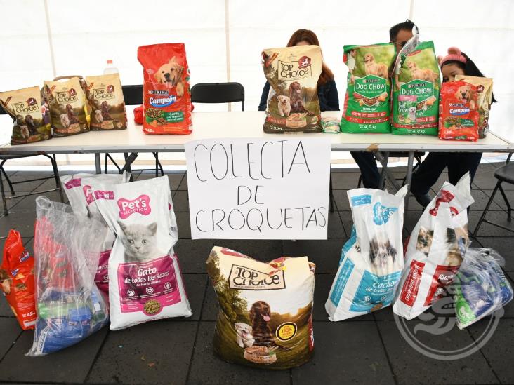 Colectan croquetas en Xalapa para mascotas abandonadas