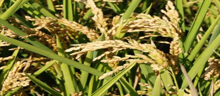 Rescatarán producción de arroz