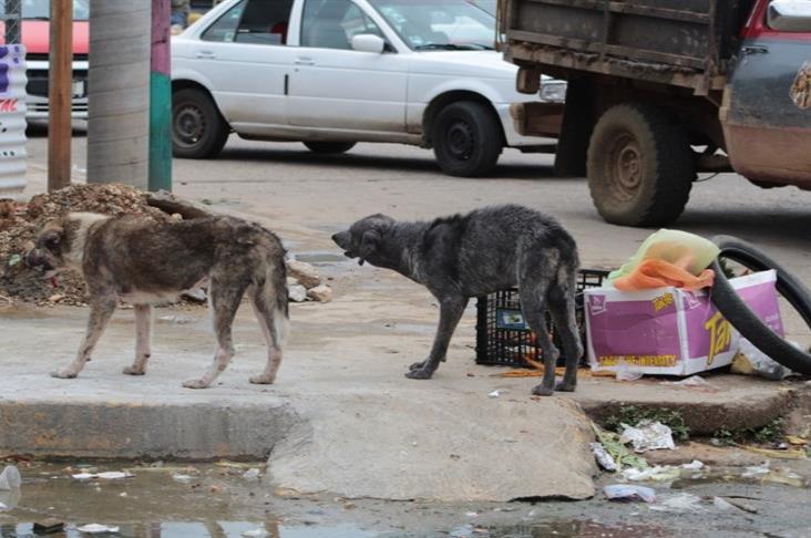 Imparable, maltrato animal en Veracruz; rescatan a perro amarrado dentro de bolsa