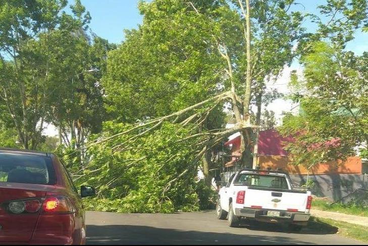 En Xalapa, 47 árboles caídos y autos dañados por FF 41