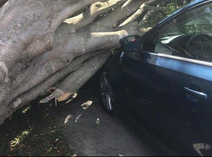 En Xalapa, 47 árboles caídos y autos dañados por FF 41