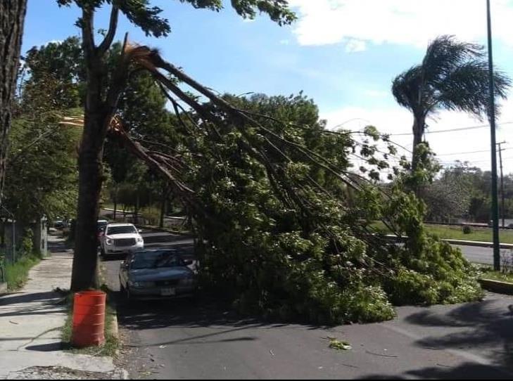 En Xalapa, 47 árboles caídos y autos dañados por FF 41