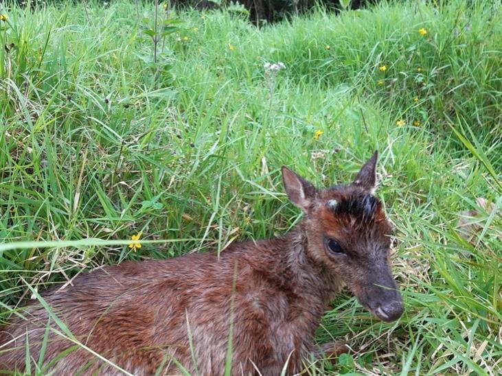 Se recupera venado atacado por perros en Zongolica