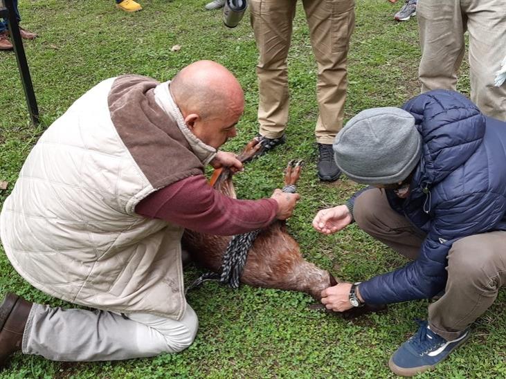 Se recupera venado atacado por perros en Zongolica