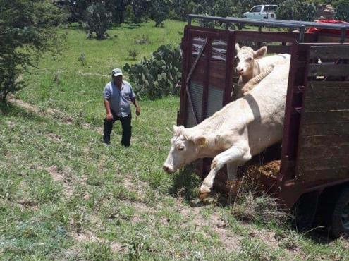 Más de 300 reses han sido robadas en Papantla, denuncian ganaderos