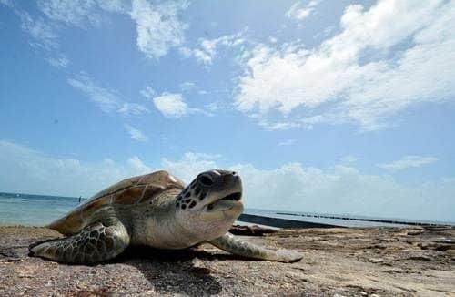 Tortugas marinas confunden olor del plástico con el de la comida