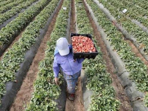 Van por prácticas agrícolas sustentables en México