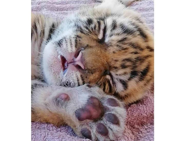 Tigre nacido en Bio Zoo de Córdoba se llamará ‘Covid’