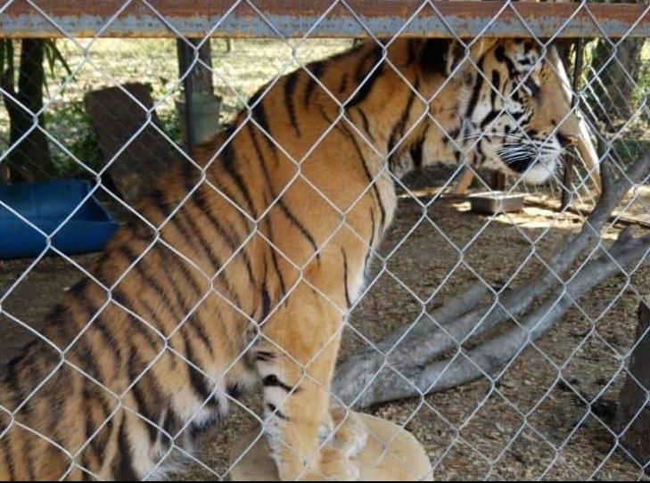 Tigre nacido en Bio Zoo de Córdoba se llamará ‘Covid’