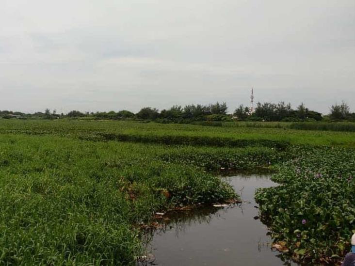 Vecinos exigen solución a olores fétidos provenientes de la Laguna Lagartos