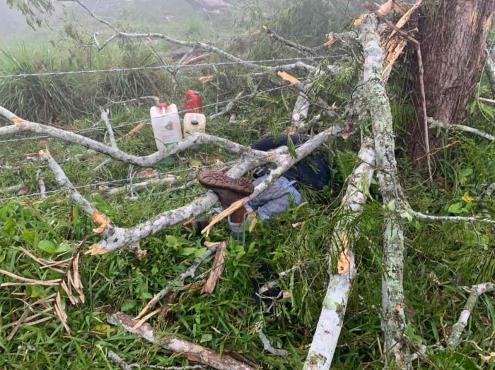 Muere obrero tras caerle árbol que talaba en Sayula