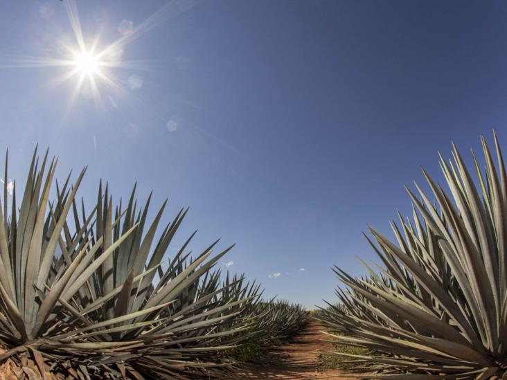 México continuara exportación de tequila pese a contingencia
