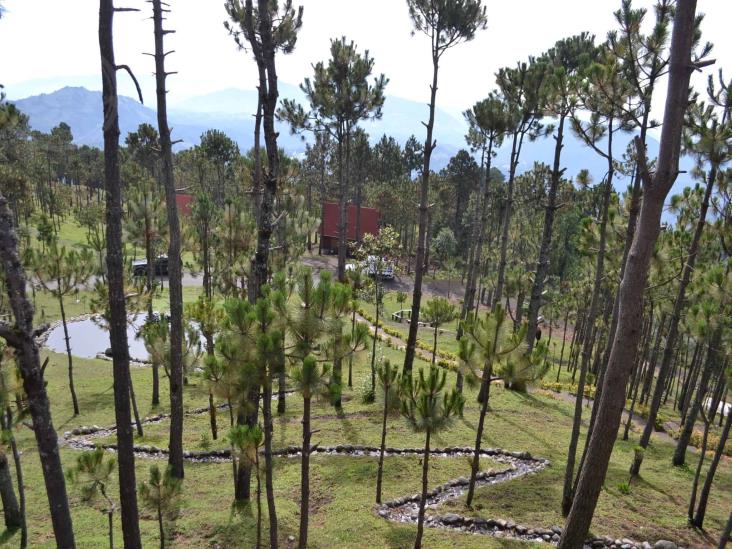 320 mil árboles pérdidos en Pico de Orizaba por incendios