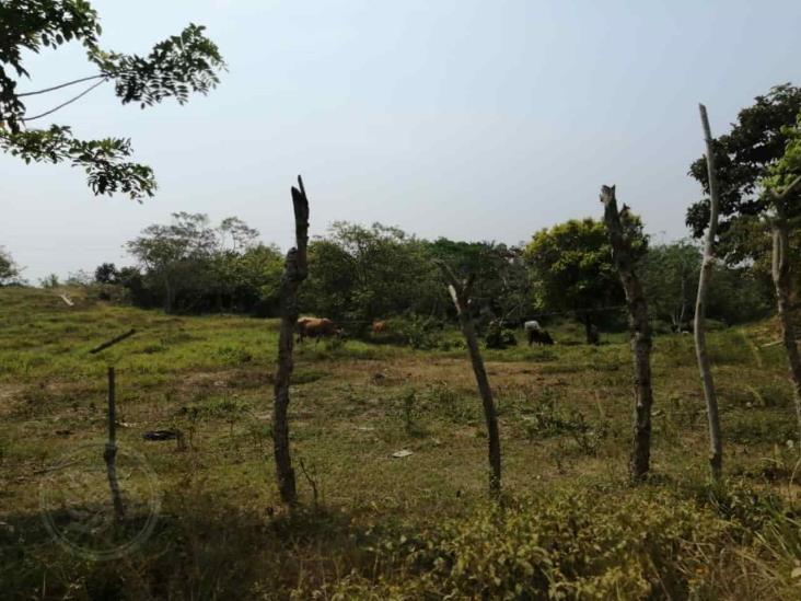 Falta de forraje afecta los precios del ganado en Tuxpan