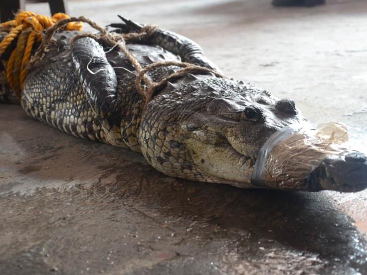 Bomberos rescatan a cocodrilo hallado en calles de Veracruz
