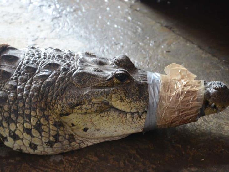 Bomberos rescatan a cocodrilo hallado en calles de Veracruz